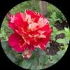 rosemary_page